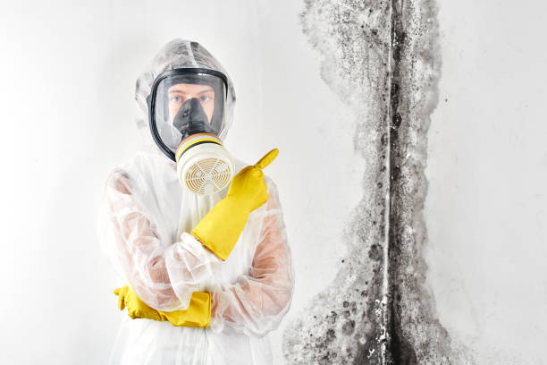 Why You Should Choose Our Mold Remediation Services in Asbury, IA